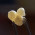Incense Boswellia sacra - yellow-white boswellia from Oman - Superior Hojari 25g