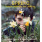 Spring nature activities for children